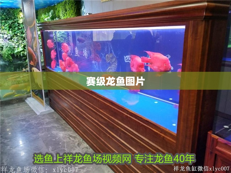 賽級龍魚圖片