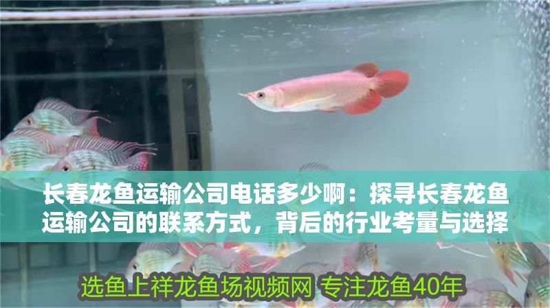 長春龍魚運(yùn)輸公司電話多少啊：探尋長春龍魚運(yùn)輸公司的聯(lián)系方式，背后的行業(yè)考量與選擇要點(diǎn)