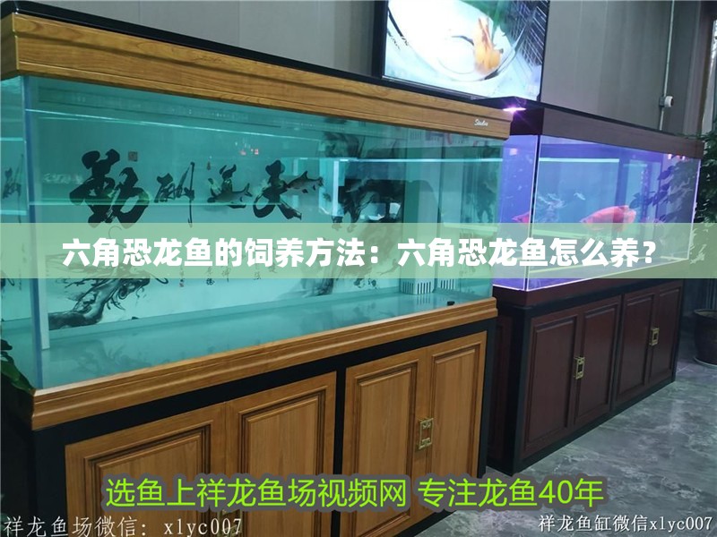 六角恐龍魚的飼養方法：六角恐龍魚怎么養？