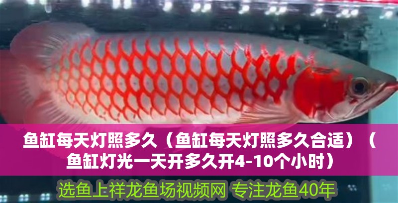魚缸每天燈照多久（魚缸每天燈照多久合適）（魚缸燈光一天開多久開4-10個小時）