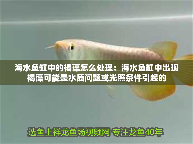 海水魚缸中的褐藻怎么處理：海水魚缸中出現褐藻可能是水質問題或光照條件引起的