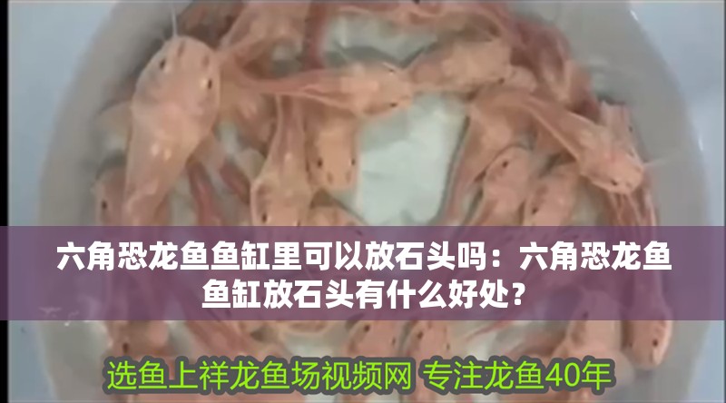 六角恐龍魚魚缸里可以放石頭嗎：六角恐龍魚魚缸放石頭有什么好處？