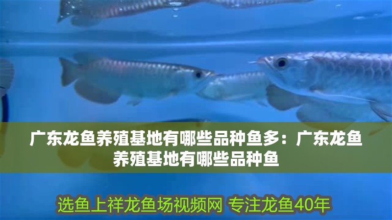 廣東龍魚養殖基地有哪些品種魚多：廣東龍魚養殖基地有哪些品種魚 廣東龍魚養殖基地有哪些品種魚多：廣東龍魚養殖基地有哪些品種魚 龍魚百科