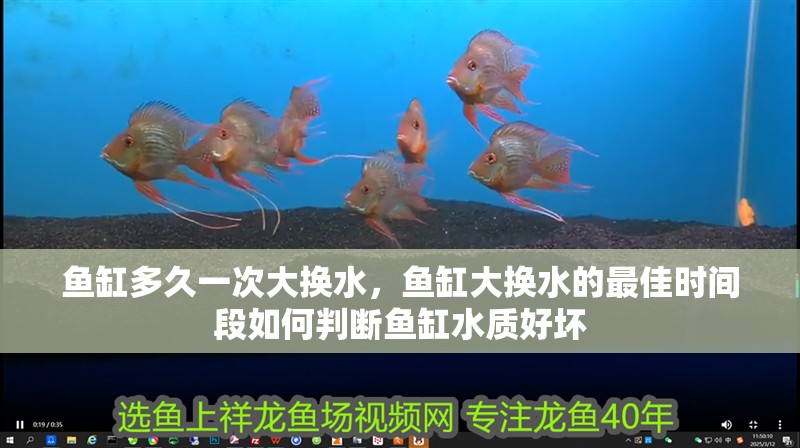 魚缸多久一次大換水，魚缸大換水的最佳時間段如何判斷魚缸水質好壞