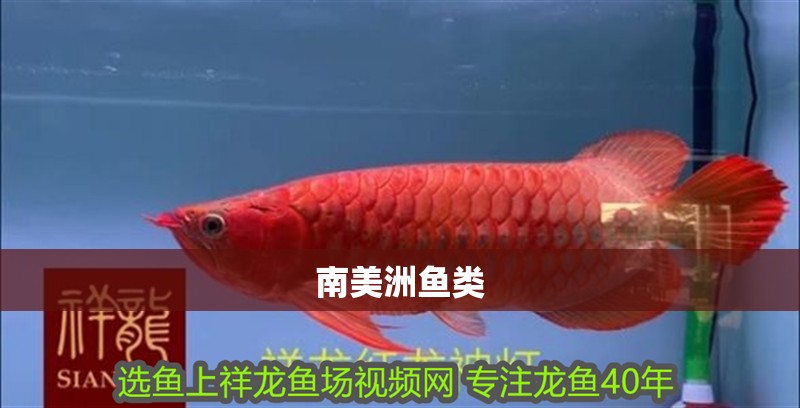 南美洲魚類