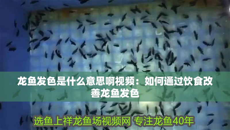龍魚發色是什么意思啊視頻：如何通過飲食改善龍魚發色