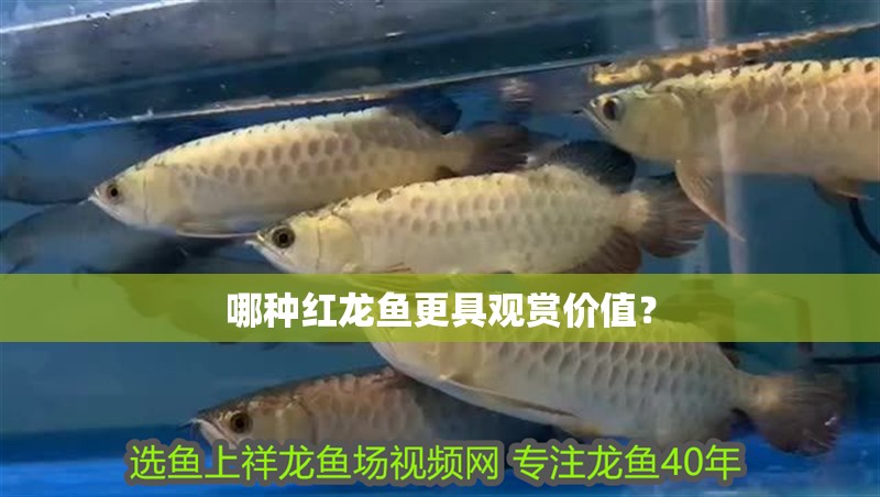 哪種紅龍魚更具觀賞價值？