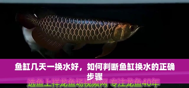 魚缸幾天一換水好，如何判斷魚缸換水的正確步驟