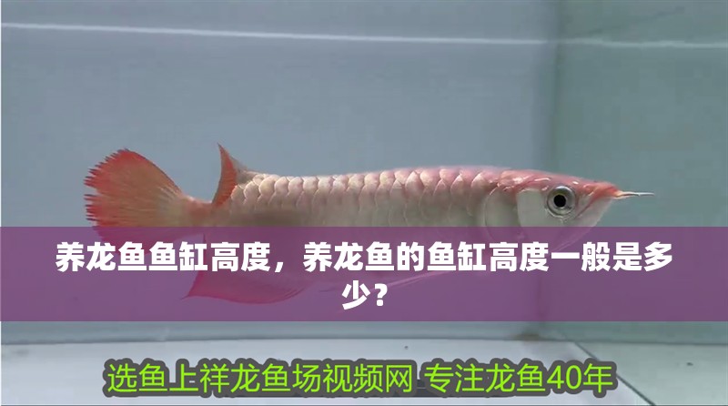養龍魚魚缸高度，養龍魚的魚缸高度一般是多少？