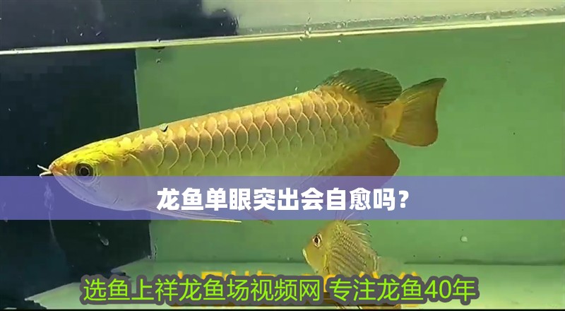 龍魚單眼突出會自愈嗎？