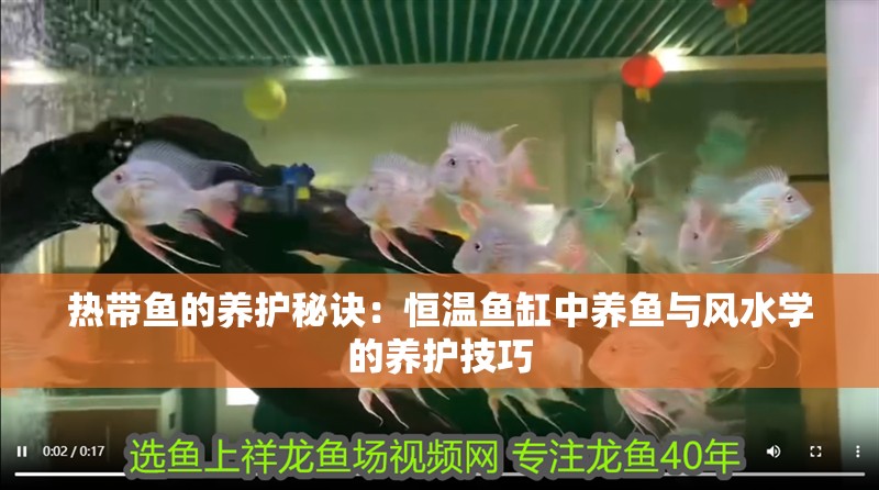 熱帶魚的養護秘訣：恒溫魚缸中養魚與風水學的養護技巧