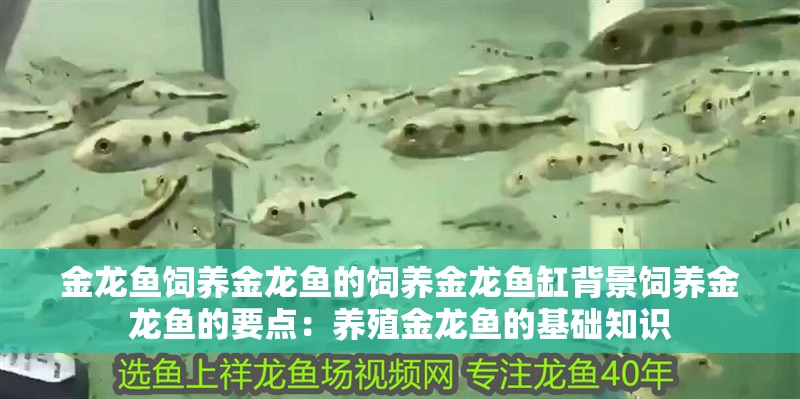 金龍魚飼養金龍魚的飼養金龍魚缸背景飼養金龍魚的要點：養殖金龍魚的基礎知識 金龍魚飼養金龍魚的飼養金龍魚缸背景飼養金龍魚的要點：養殖金龍魚的基礎知識 魚缸百科
