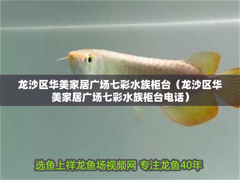 龍沙區華美家居廣場七彩水族柜臺（龍沙區華美家居廣場七彩水族柜臺電話）
