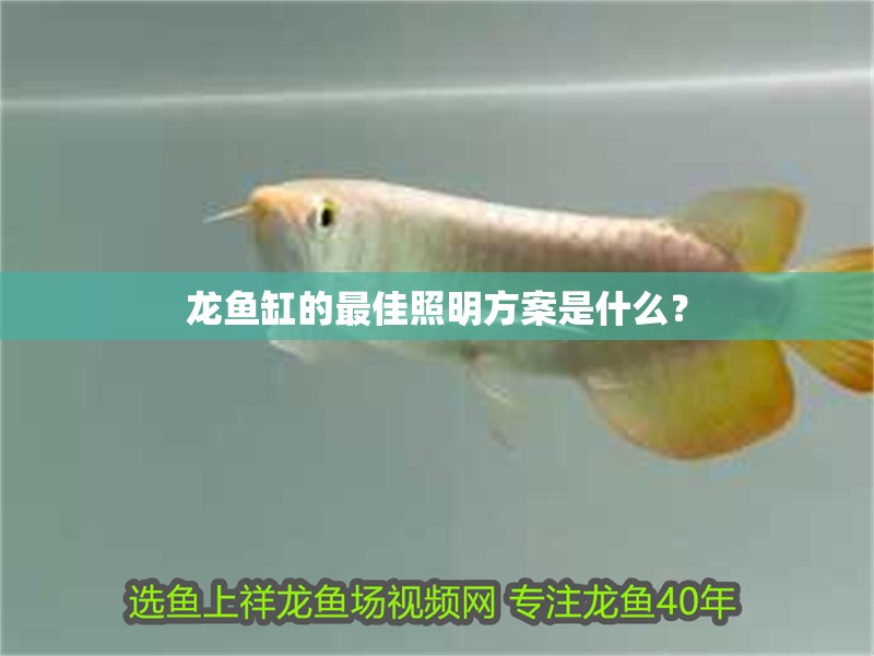 龍魚缸的最佳照明方案是什么？