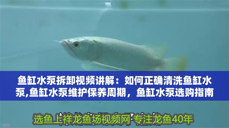 魚缸水泵拆卸視頻講解：如何正確清洗魚缸水泵,魚缸水泵維護保養周期，魚缸水泵選購指南