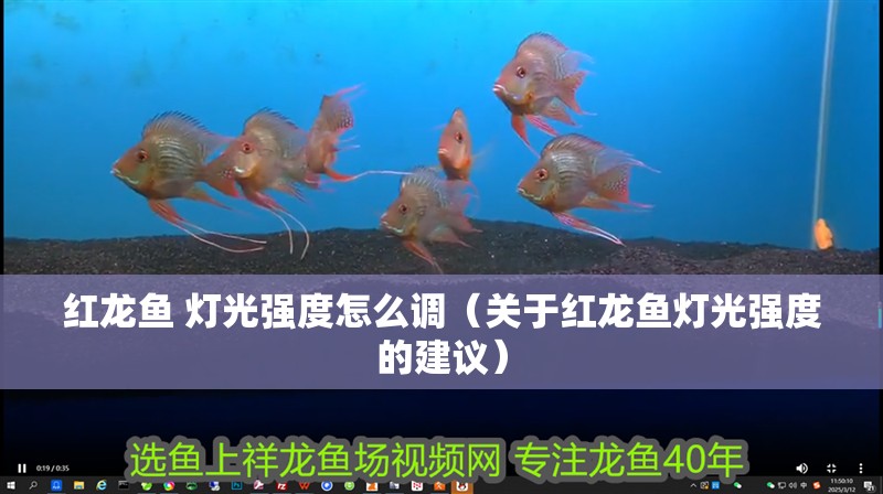 紅龍魚 燈光強度怎么調（關于紅龍魚燈光強度的建議）
