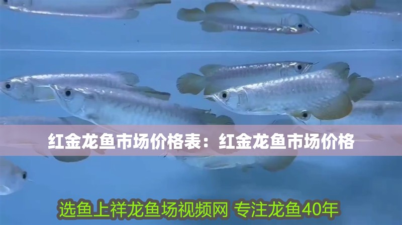 紅金龍魚市場價格表：紅金龍魚市場價格