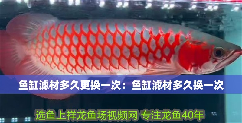 魚缸濾材多久更換一次：魚缸濾材多久換一次