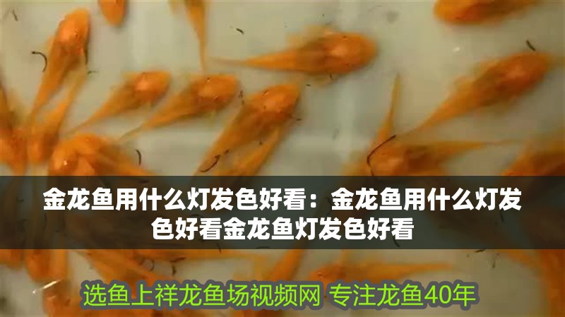 金龍魚用什么燈發色好看：金龍魚用什么燈發色好看金龍魚燈發色好看