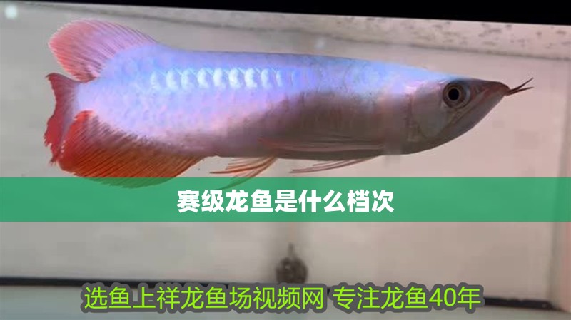 賽級龍魚是什么檔次