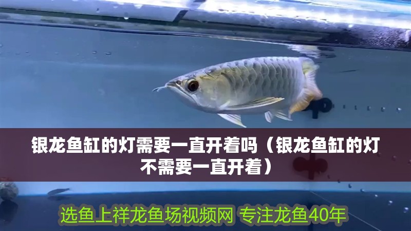 銀龍魚缸的燈需要一直開著嗎（銀龍魚缸的燈不需要一直開著）