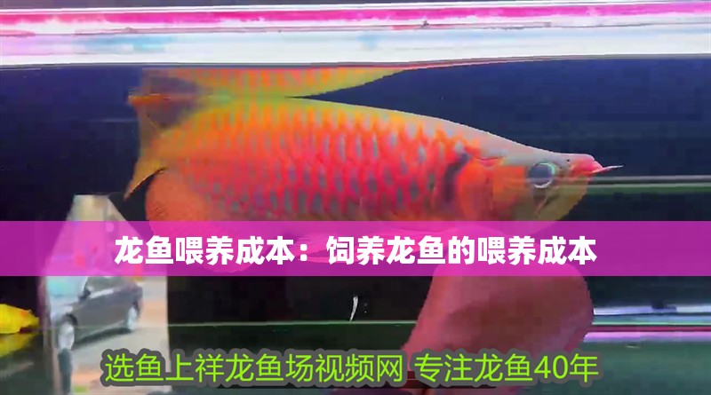 龍魚喂養成本：飼養龍魚的喂養成本