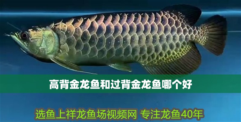 高背金龍魚和過背金龍魚哪個好