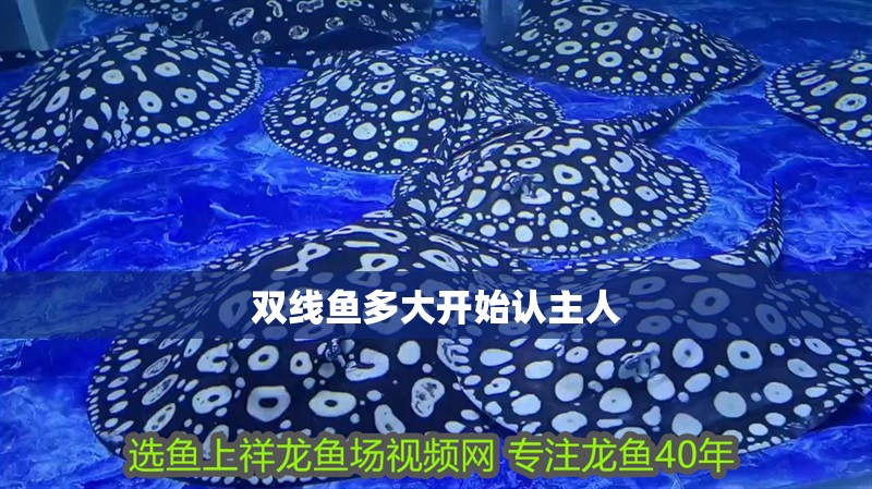雙線魚多大開始認主人