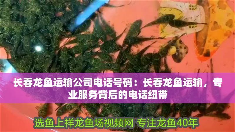 長春龍魚運輸公司電話號碼：長春龍魚運輸，專業服務背后的電話紐帶