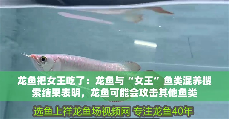 龍魚把女王吃了：龍魚與“女王”魚類混養搜索結果表明，龍魚可能會攻擊其他魚類