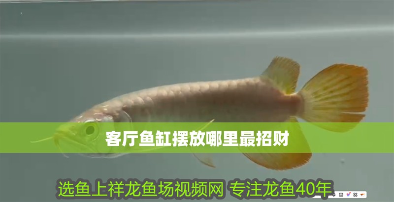 客廳魚缸擺放哪里最招財