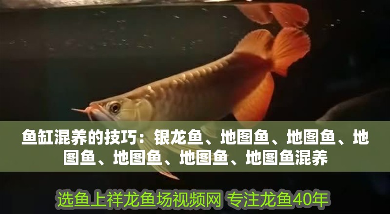 魚缸混養的技巧：銀龍魚、地圖魚、地圖魚、地圖魚、地圖魚、地圖魚、地圖魚混養
