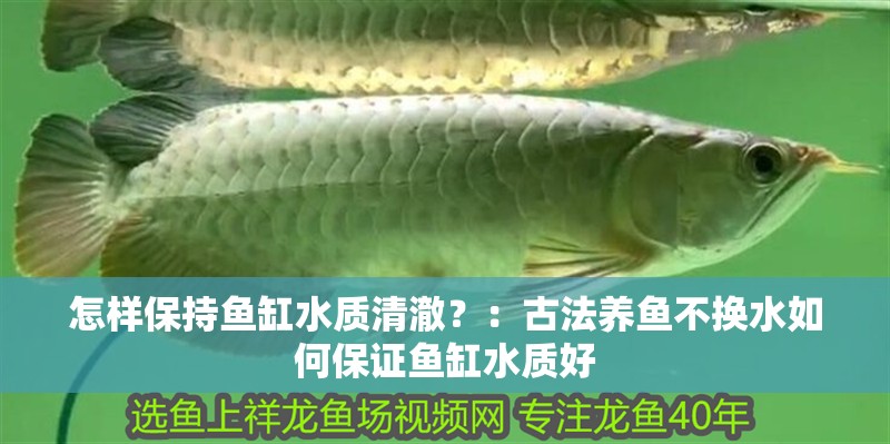 怎樣保持魚缸水質清澈？：古法養魚不換水如何保證魚缸水質好