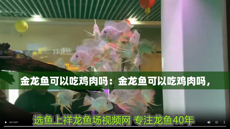 金龍魚可以吃雞肉嗎：金龍魚可以吃雞肉嗎，