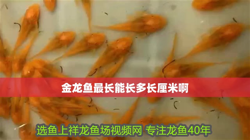 金龍魚最長能長多長厘米啊 金龍魚最長能長多長厘米啊 龍魚百科