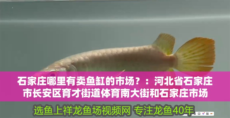 石家莊哪里有賣魚缸的市場？：河北省石家莊市長安區育才街道體育南大街和石家莊市場 石家莊哪里有賣魚缸的市場？：河北省石家莊市長安區育才街道體育南大街和石家莊市場 魚缸百科