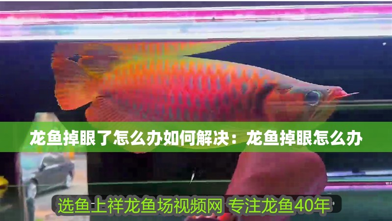 龍魚掉眼了怎么辦如何解決：龍魚掉眼怎么辦