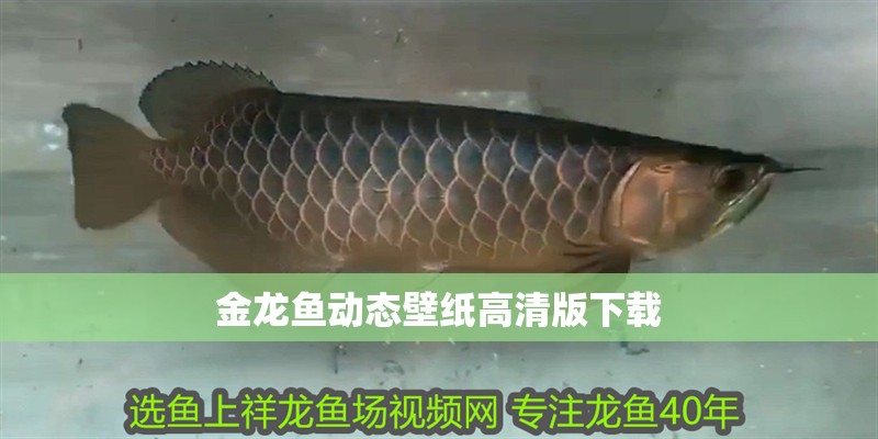 金龍魚(yú)動(dòng)態(tài)壁紙高清版下載
