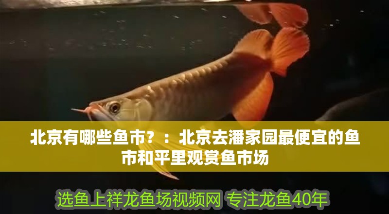北京有哪些魚市？：北京去潘家園最便宜的魚市和平里觀賞魚市場