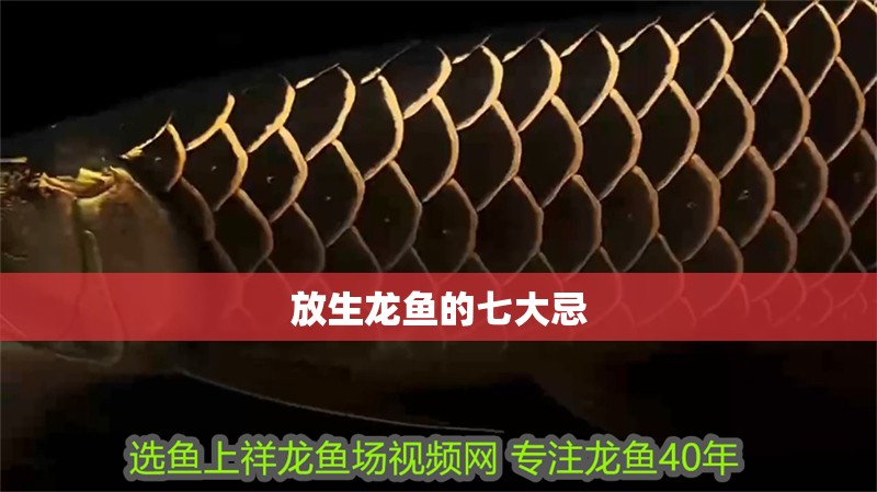 放生龍魚的七大忌