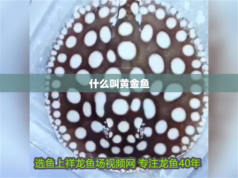 什么叫黃金魚