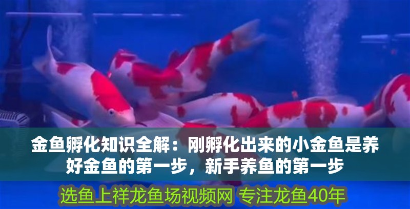 金魚孵化知識全解：剛孵化出來的小金魚是養好金魚的第一步，新手養魚的第一步 金魚孵化知識全解：剛孵化出來的小金魚是養好金魚的第一步，新手養魚的第一步 魚缸百科
