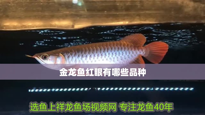 金龍魚紅眼有哪些品種