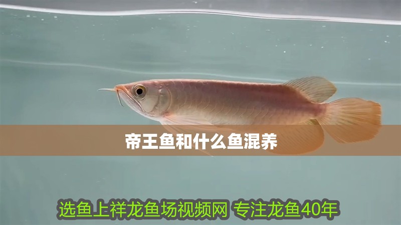 帝王魚和什么魚混養