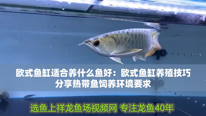 歐式魚缸適合養什么魚好：歐式魚缸養殖技巧分享熱帶魚飼養環境要求