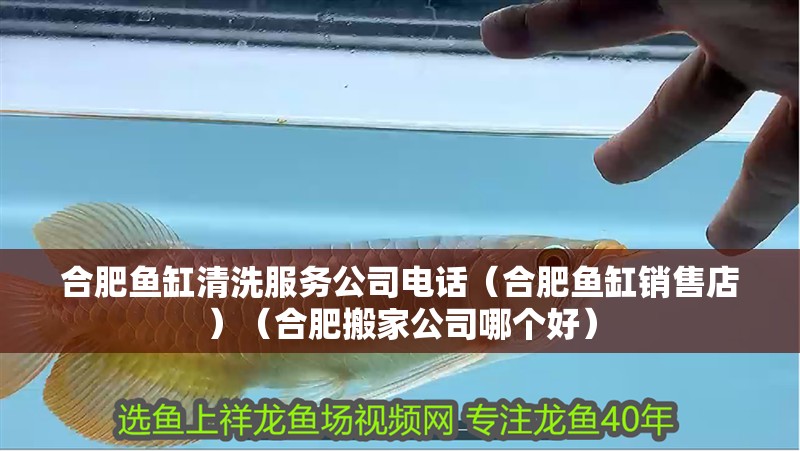 合肥魚缸清洗服務公司電話（合肥魚缸銷售店）（合肥搬家公司哪個好）