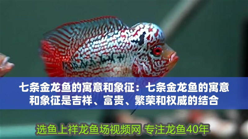 七條金龍魚的寓意和象征：七條金龍魚的寓意和象征是吉祥、富貴、繁榮和權威的結合 七條金龍魚的寓意和象征：七條金龍魚的寓意和象征是吉祥、富貴、繁榮和權威的結合 龍魚百科