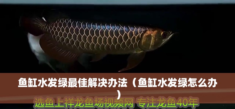 魚缸水發綠最佳解決辦法（魚缸水發綠怎么辦） 魚缸水發綠最佳解決辦法（魚缸水發綠怎么辦） 魚缸百科
