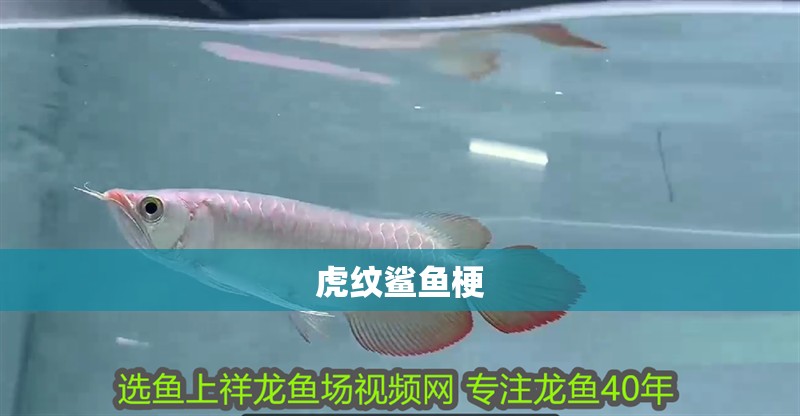 虎紋鯊魚梗 虎紋鯊魚梗 龍魚論壇