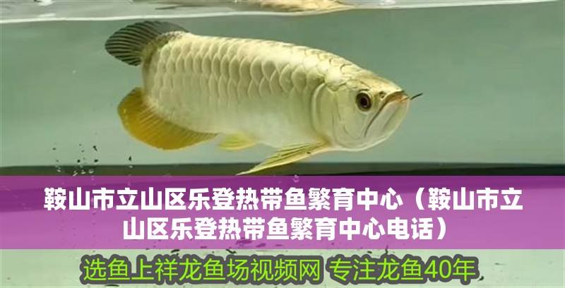 <strong><mark>鞍山</mark></strong>市立山區樂登熱帶魚繁育中心（<strong><mark>鞍山</mark></strong>市立山區樂登熱帶魚繁育中心電話）